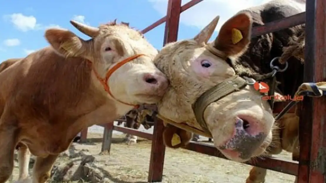 Kurban satış ve kesim yerleri belirlendi