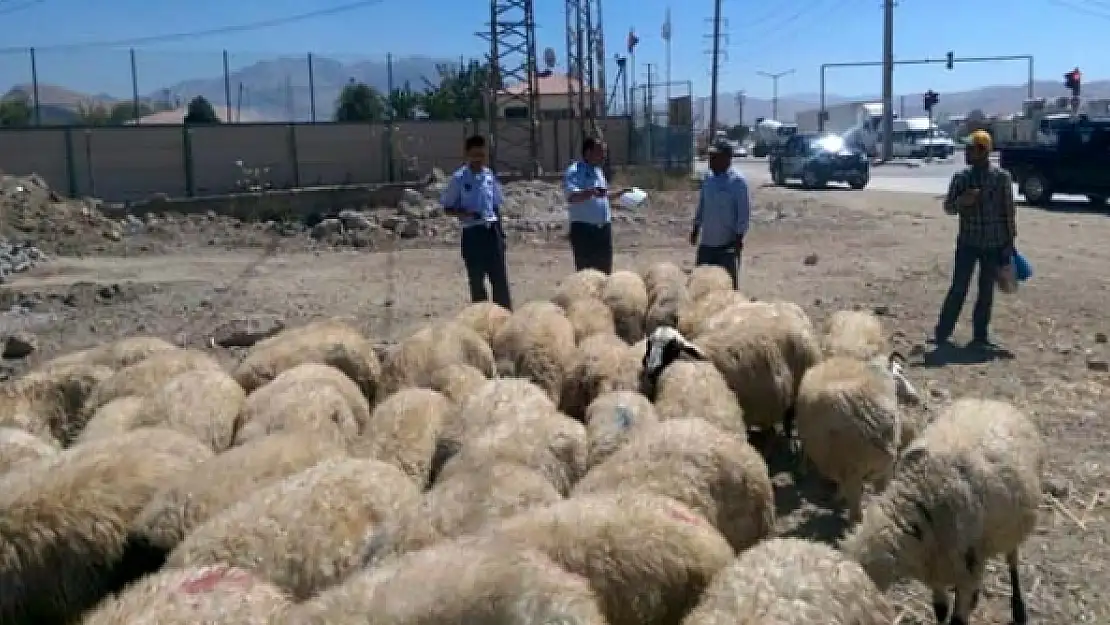 Zabıtadan Kurban kesim yerleri ve kurbanlık denetimi