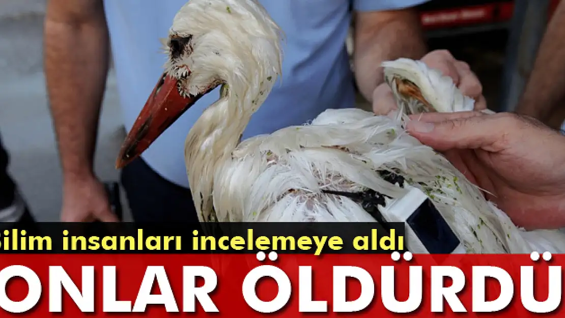 Bilim insanlarının incelemeye aldığı leylek öldürüldü