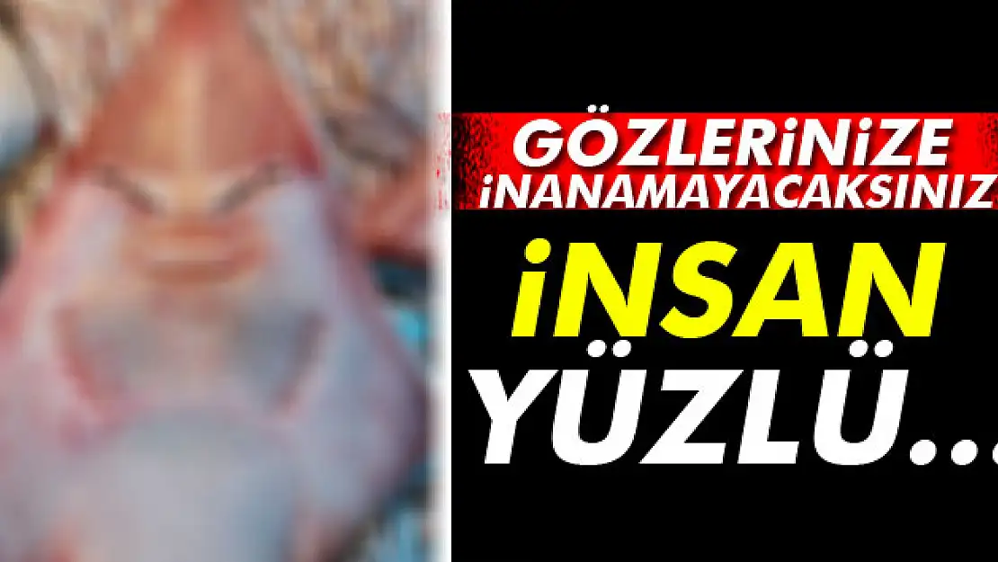 İnsan yüzlü balık görenleri şaşırtıyor