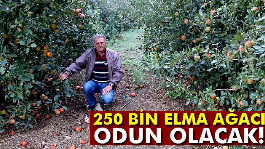 Elma para etmedi, 250 bin ağaç sökülüp odun olacak