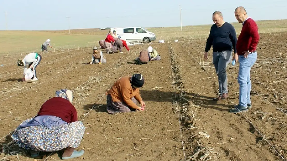 Milli tohum ıslah çalışmalarında kadın emeği