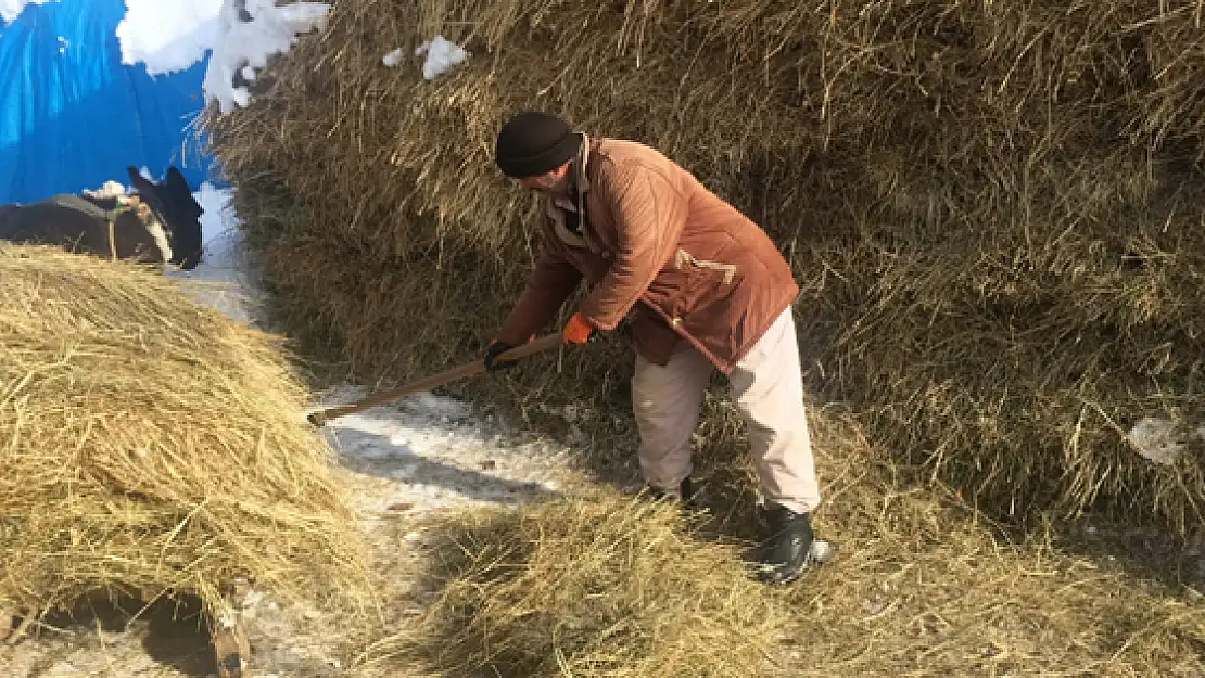 Hayvanları için kızakla ot taşıyorlar