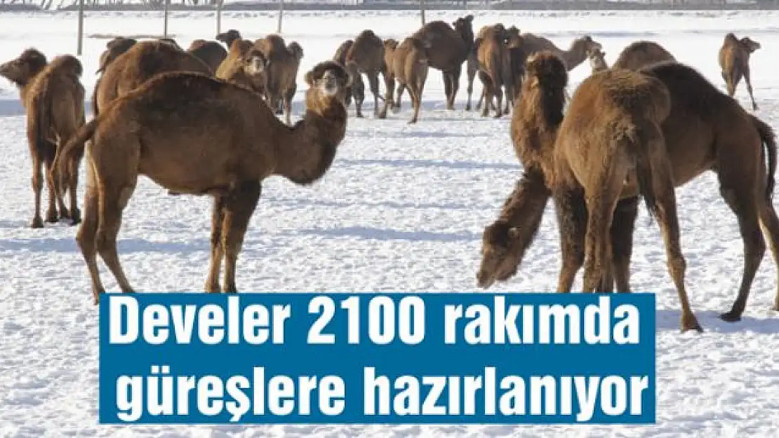 Develer 2100 rakımda güreşlere hazırlanıyor