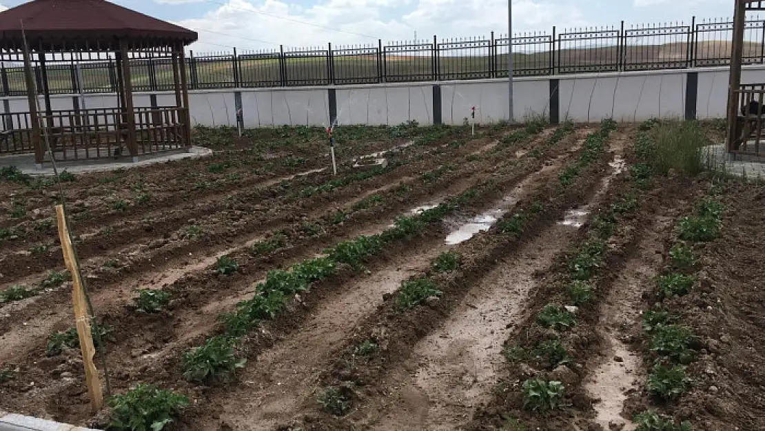 Okulun patateslerini değerlendirdi