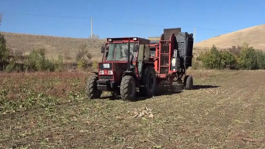 Gevaş'ta pancar hasadı başladı