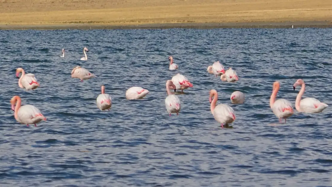 Erçek Gölü'nde flamingoların göç hazırlığı