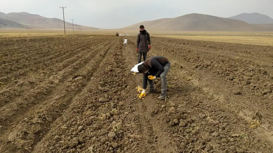 Çaldıran Belediyesinin ektiği patatesin hasadına başlandı