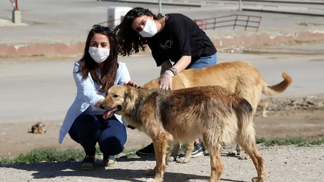 Van'da sokak hayvanları yalnız değil