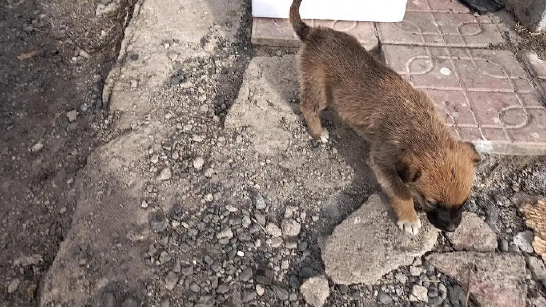 Başkale Belediyesi yavru köpeklere sahip çıktı