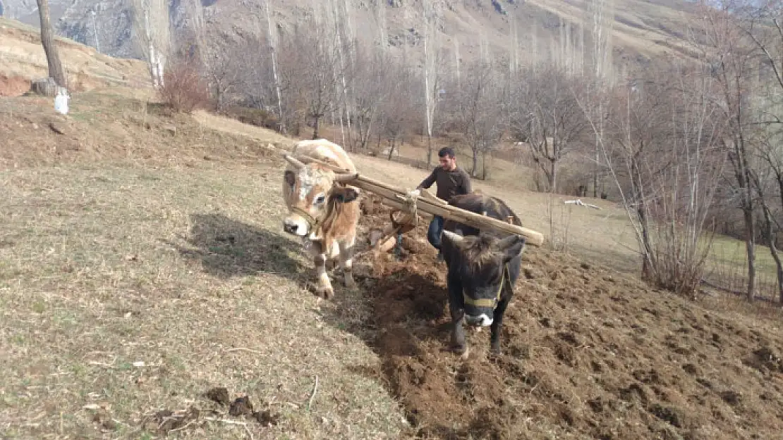 Bahçesaray'da Karasabanlı tarım