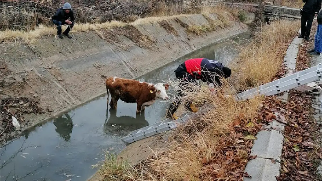 Şamran Kanalı'na düşen inek kurtarıldı