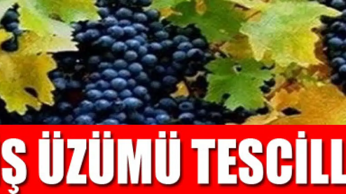 Erciş üzümü tescillendi