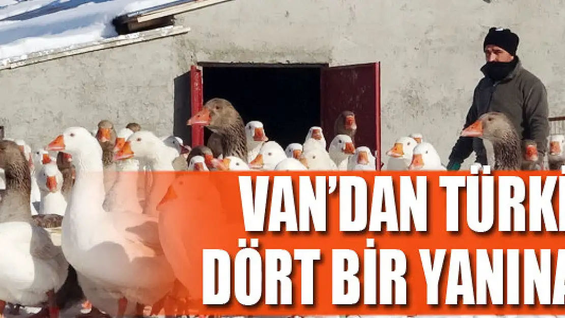 Van'dan Türkiye'nin dört bir yanına kaz eti