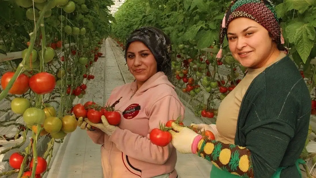 İhracatlık domates üreticinin yüzünü güldürdü