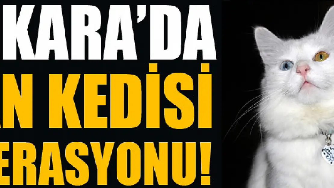 ANKARA'DA VAN KEDİSİ OPERASYONU!