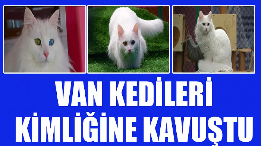 Van kedilerinin artık kimliği var