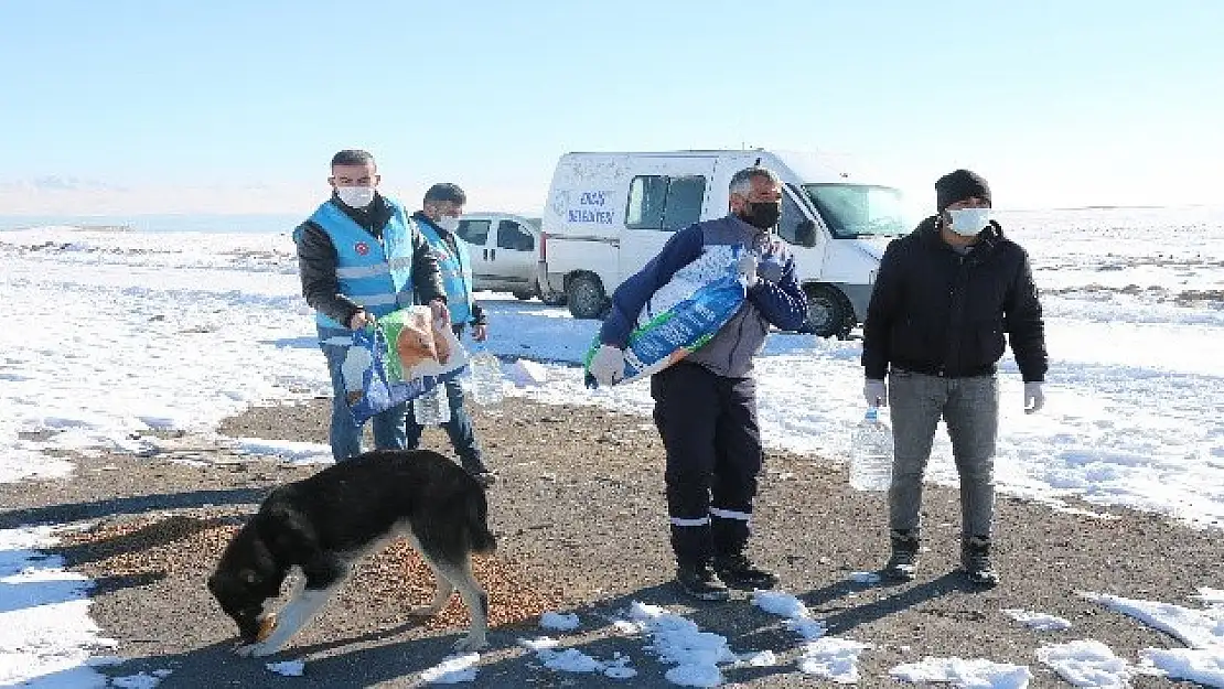  Sokak hayvanlarına 'vefa' desteği