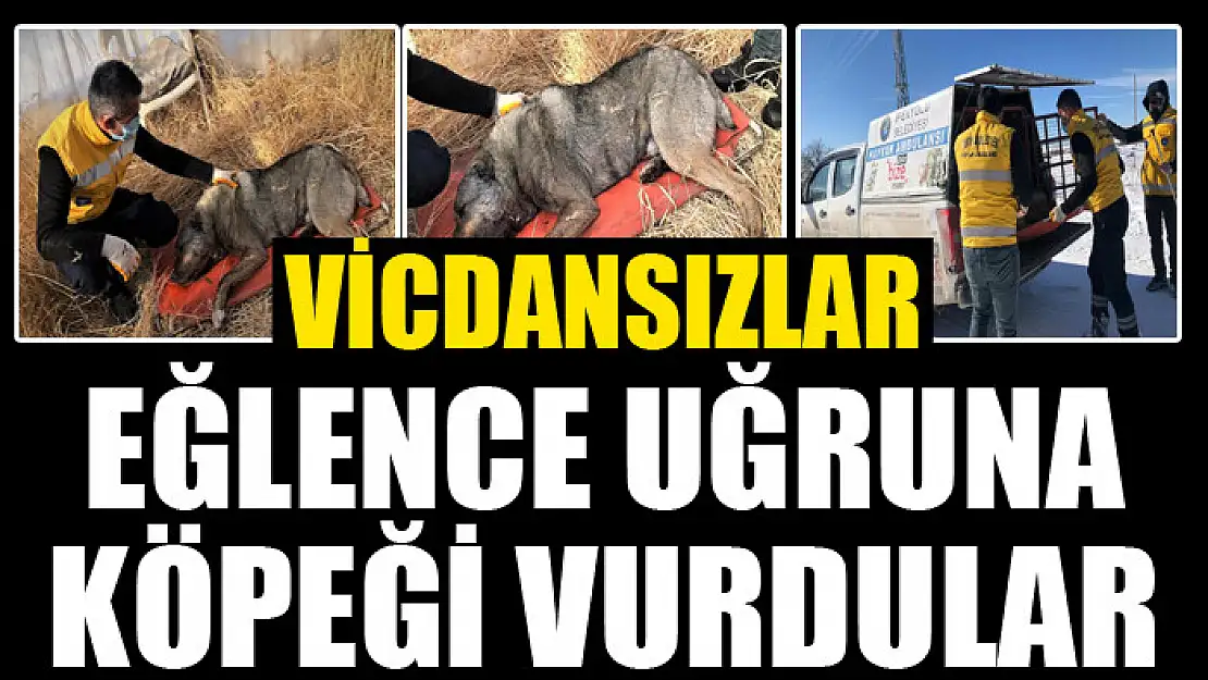 Av tüfeğiyle vurulan köpek telef oldu