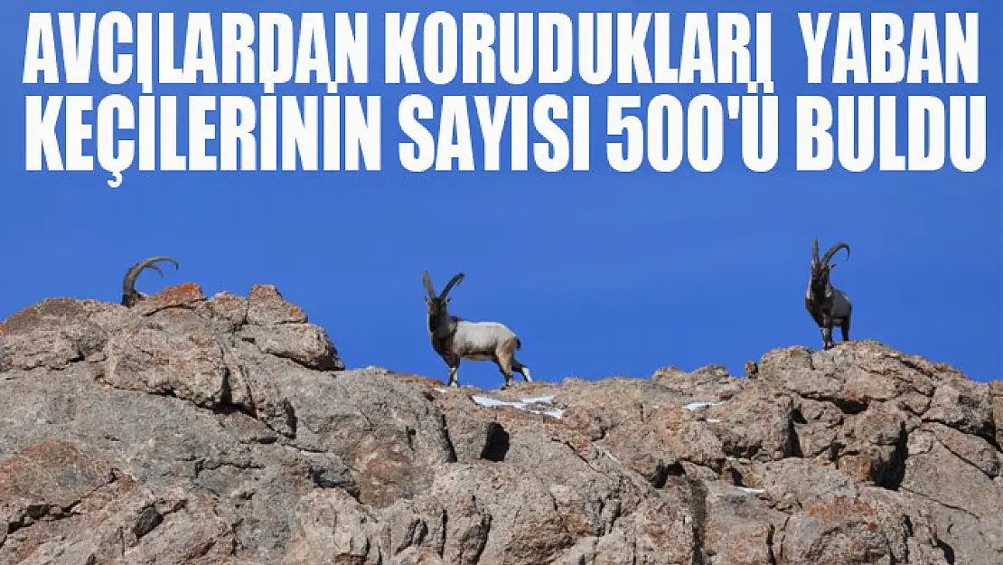 Avcılardan korudukları yaban keçilerinin sayısı 500'ü buldu