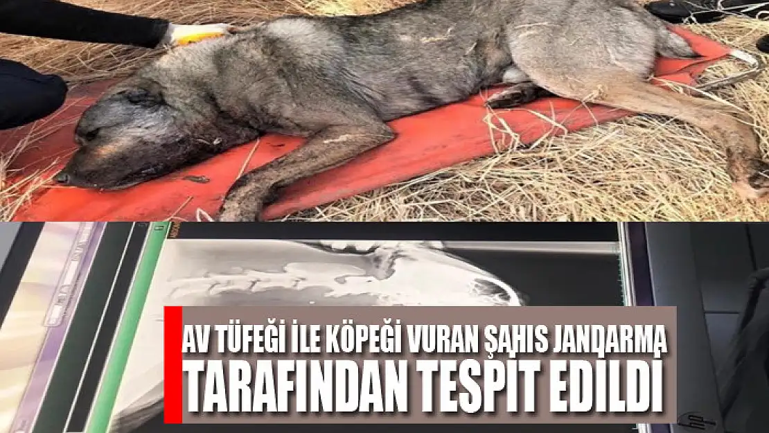 Av tüfeği ile köpeği vuran şahıs jandarma tarafından tespit edildi