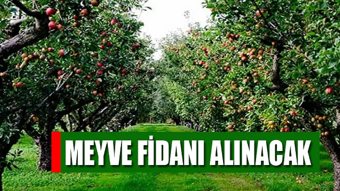 Meyve fidanı alınacak