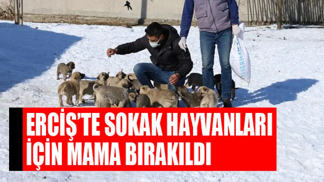 Erciş'te sokak hayvanları için mama bırakıldı