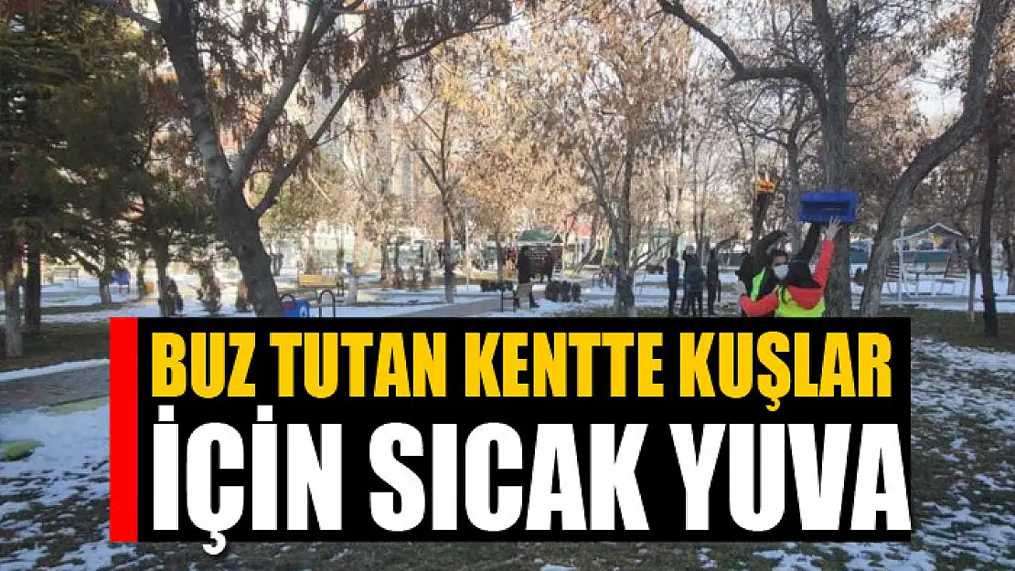 Buz tutan kentte kuşlar için sıcak yuva