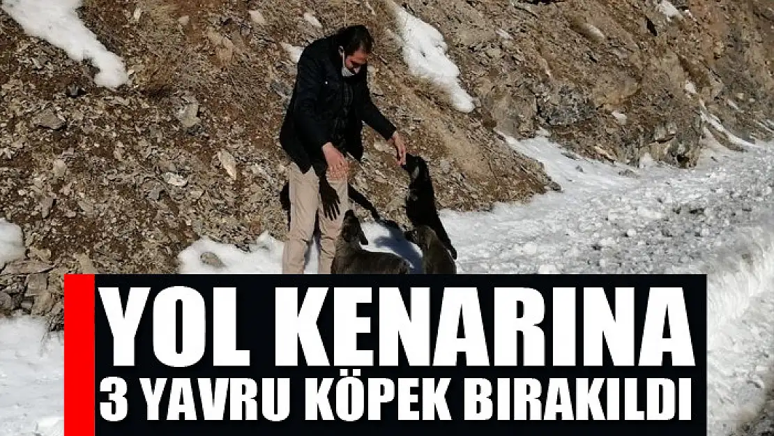 Yol kenarına 3 yavru köpek bırakıldı