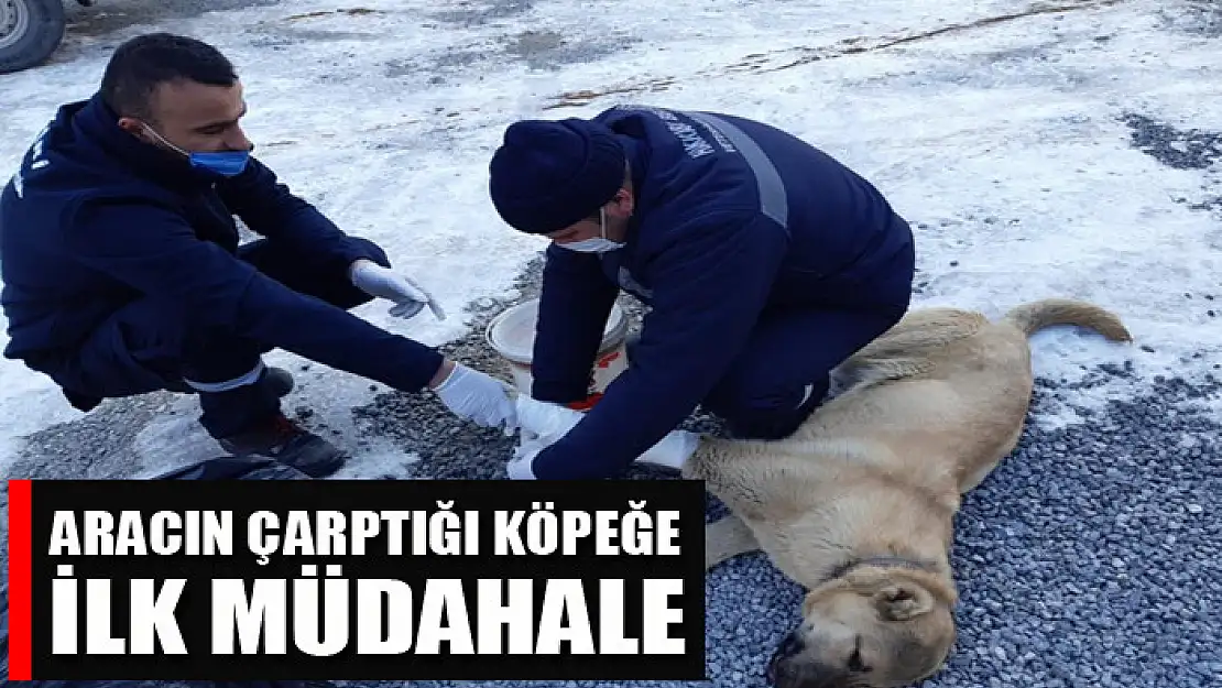 Aracın çarptığı köpeğe ilk müdahale