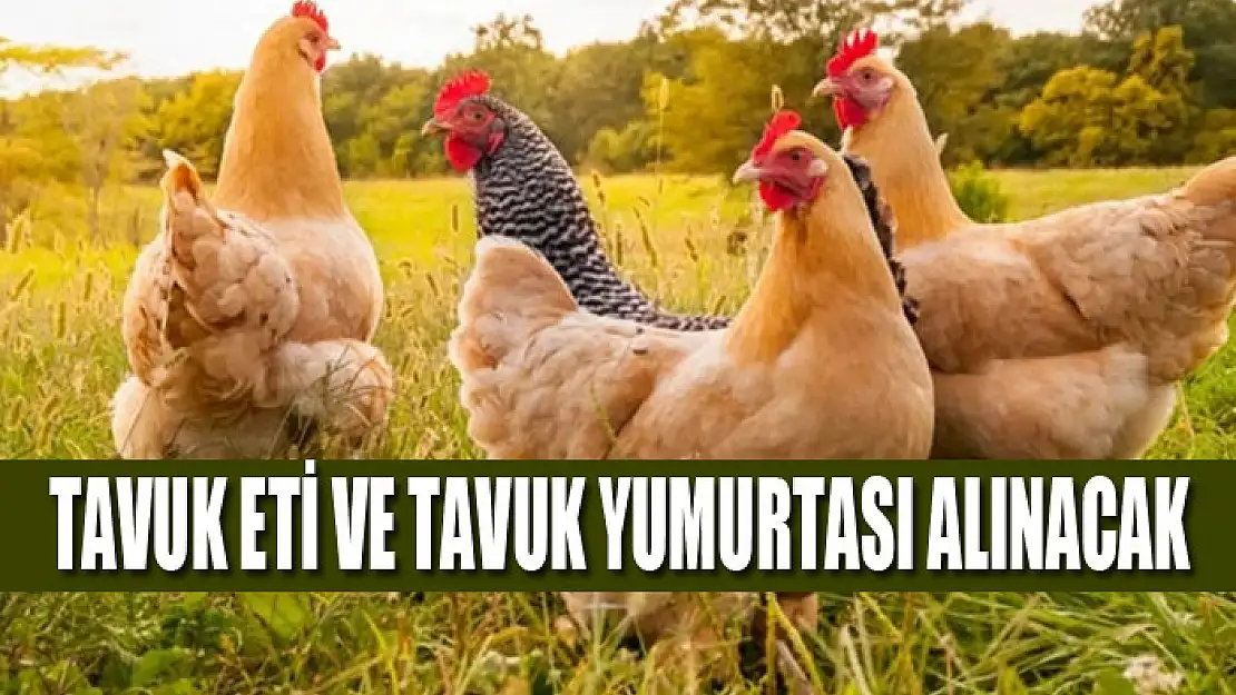 Tavuk eti ve tavuk yumurtası alınacak