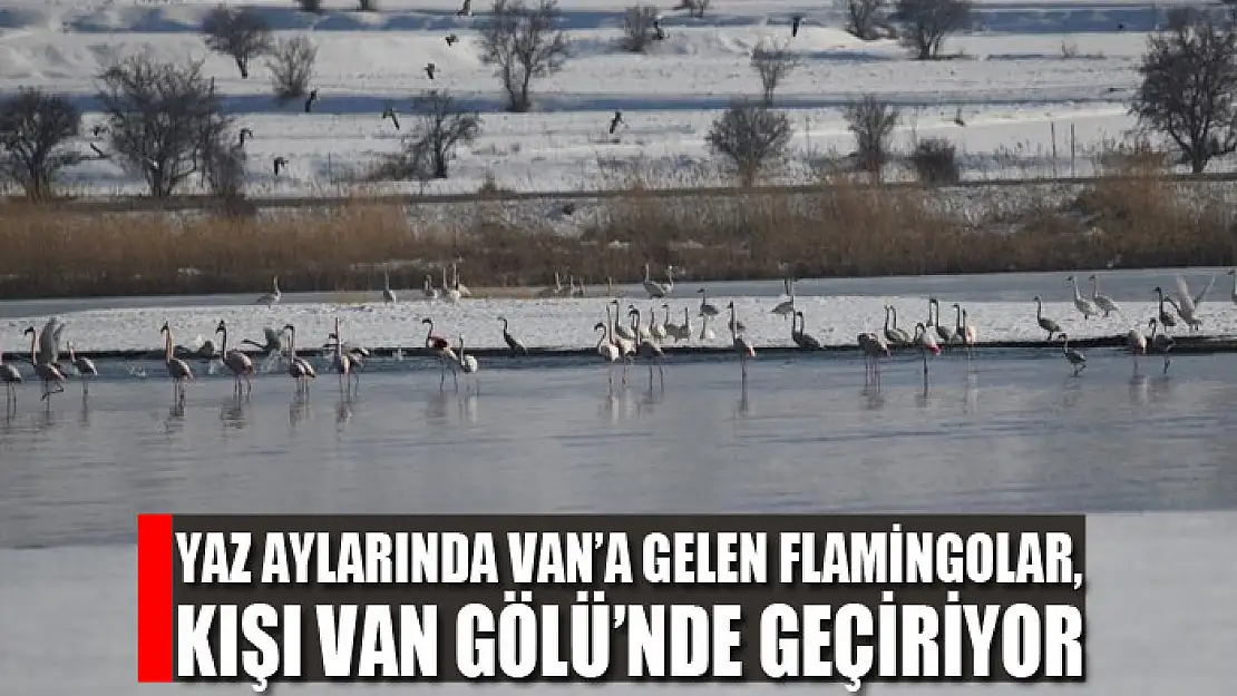 Yaz aylarında Van'a gelen flamingolar, kışı Van Gölü'nde geçiriyor