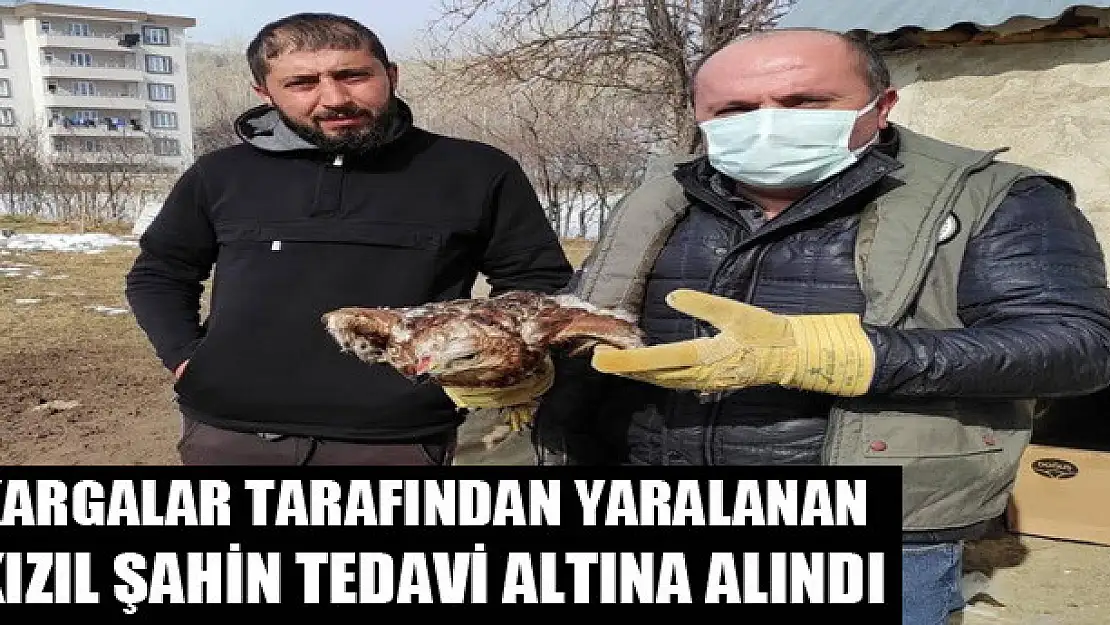 Kargalar tarafından yaralanan Kızıl Şahin tedavi altına alındı