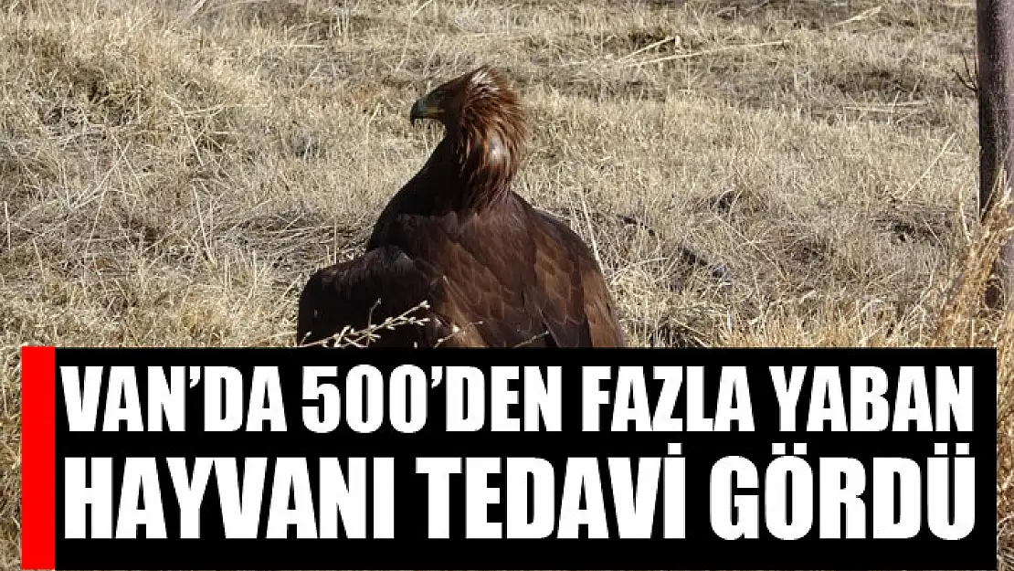 Van'da 500'den fazla yaban hayvanı tedavi gördü