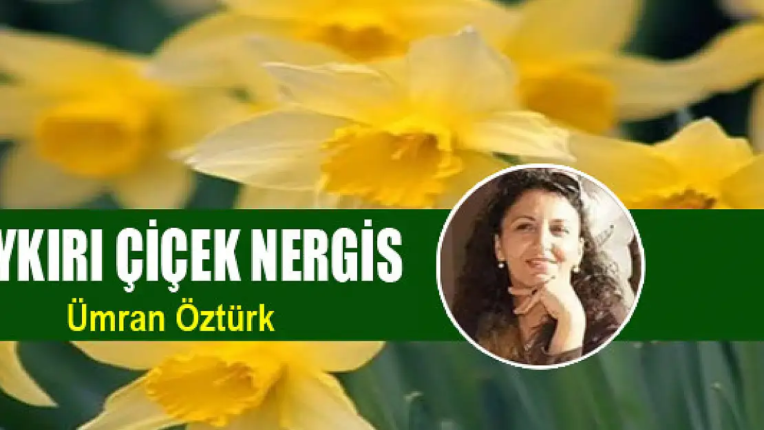 Aykırı Çiçek Nergis