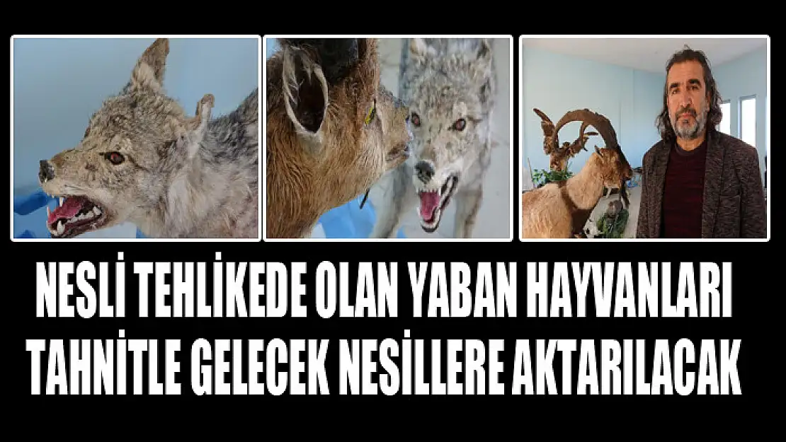 Nesli tehlikede olan yaban hayvanları tahnitle gelecek nesillere aktarılacak