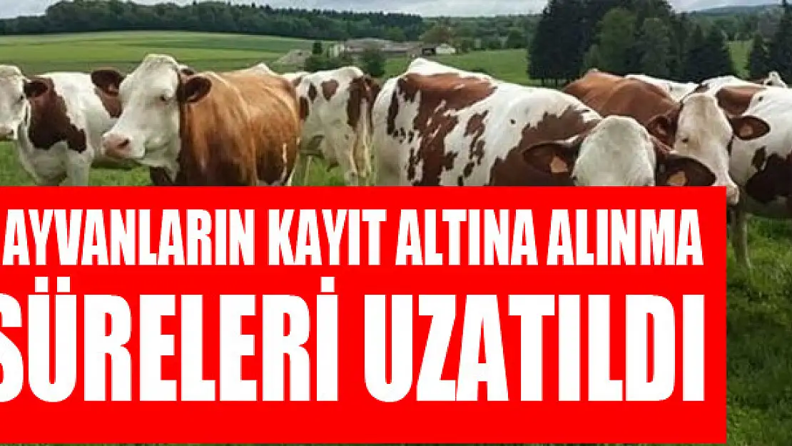 Büyük ve küçükbaş hayvanların kayıt altına alınma süreleri uzatıldı