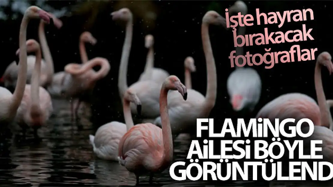 Flamingo ailesi böyle görüntülendi