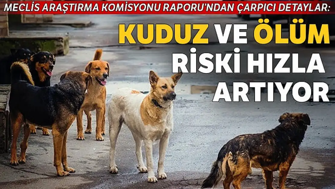 5 yılda 35 kişi hayvan hastalıklarından öldü