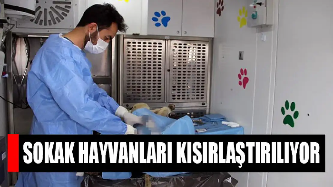 Sokak hayvanları kısırlaştırılıyor