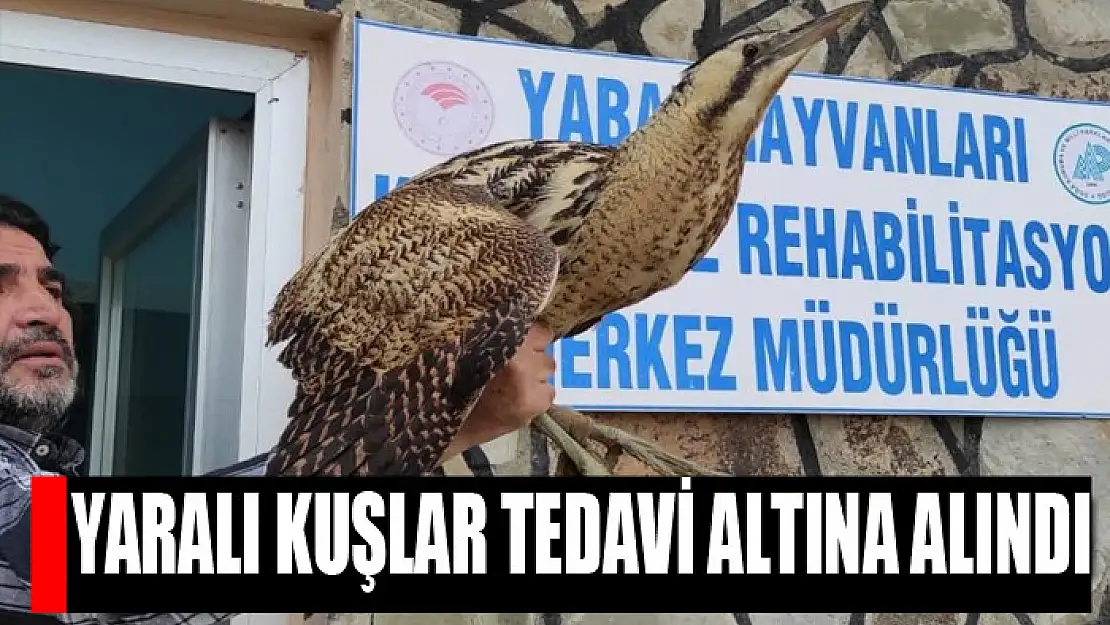 Yaralı kuşlar tedavi altına alındı