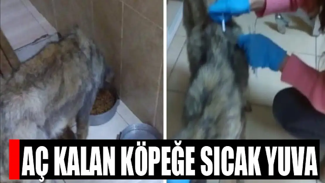 Aç kalan köpeğe sıcak yuva