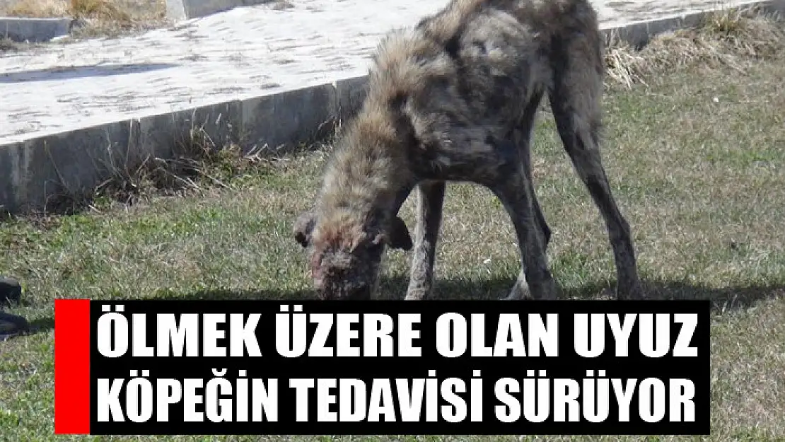 Ölmek üzere olan uyuz köpeğin tedavisi sürüyor