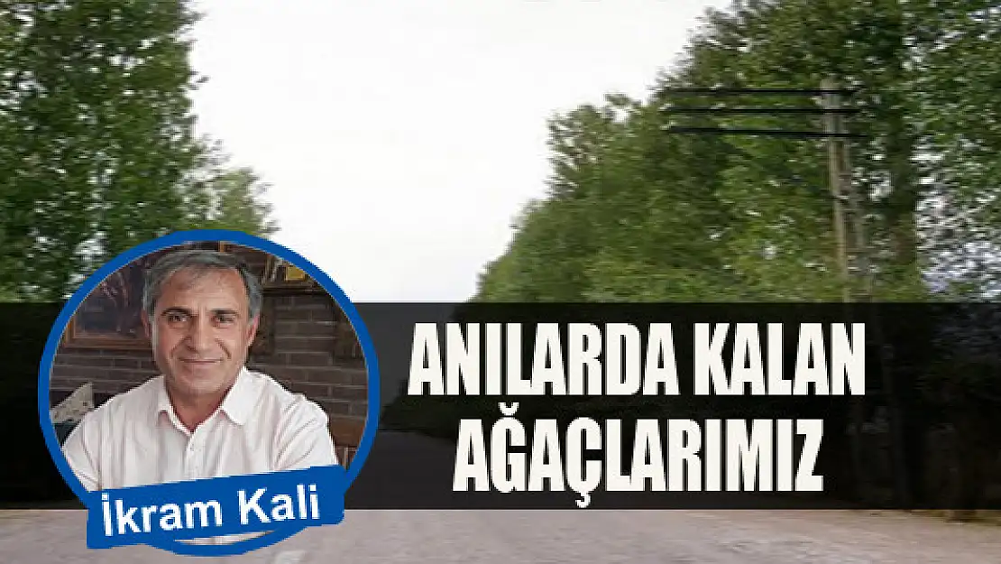 Anılarda kalan ağaçlarımız