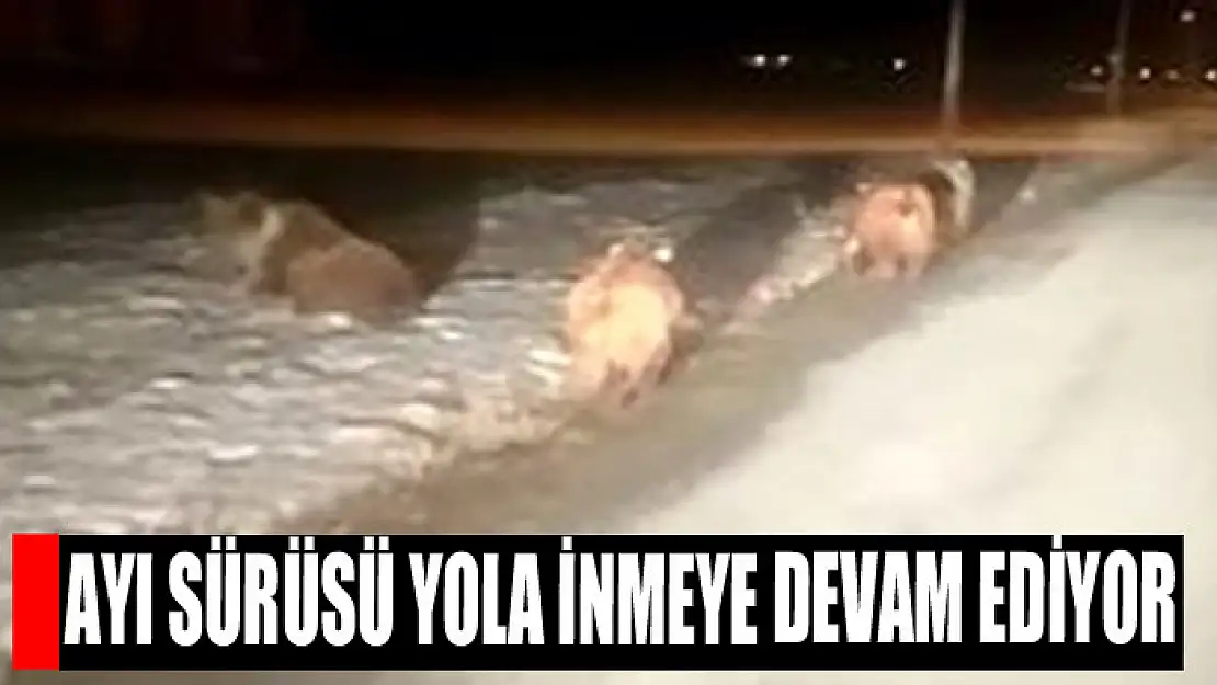 Ayı sürüsü yola inmeye devam ediyor