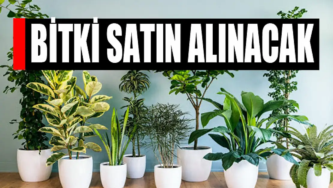 Bitki satın alınacak