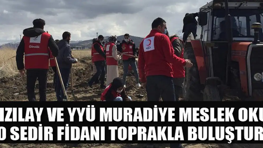 Kızılay ve YYÜ Muradiye Meslek Okulu 70 Sedir Fidanı Toprakla buluşturdu