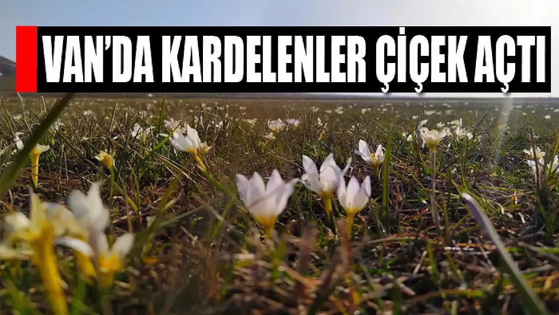 Van'da kardelenler çiçek açtı