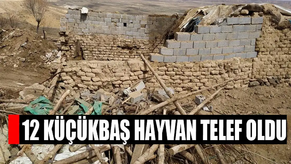 12 küçükbaş hayvan telef oldu