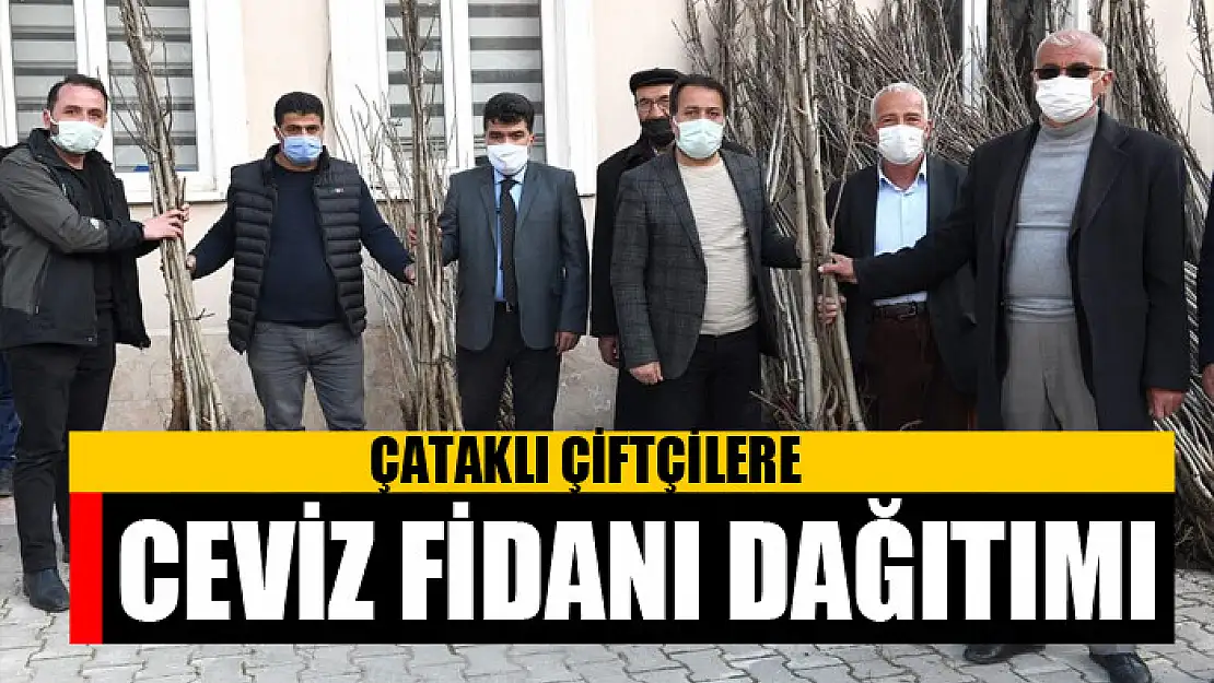 Çataklı çiftçilere ceviz fidanı dağıtımı